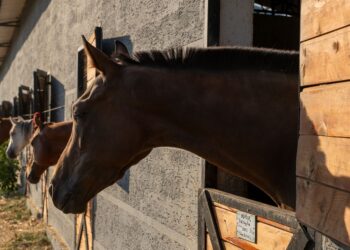 Pferdehaltung als KMU: Was Stallbetreiber 2026 wissen müssen