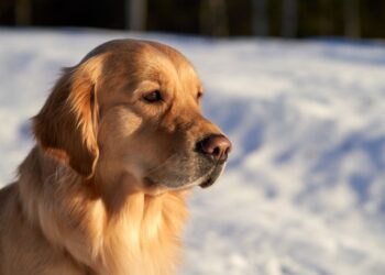 Top 5 Schnupperpakete Hundefutter im Herbst