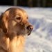 Top 5 Schnupperpakete Hundefutter im Herbst