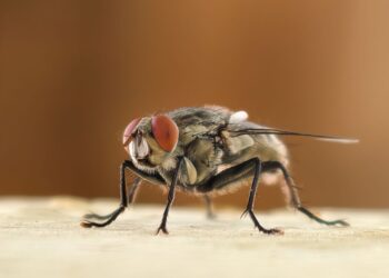 Vereinsmanagement: Strukturen und Mitgliederbindung