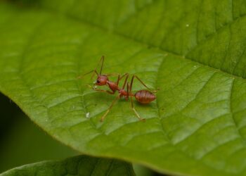Bettwanzen im Betrieb: Was Wiener KMU tun müssen