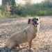 Bürohund im KMU: Regeln für 2026